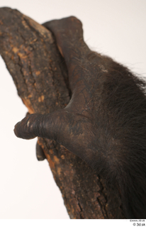 Chimpanzee Bonobo hand 0017.jpg